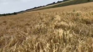 Яровой ячмень Вакула. Телеграмм канал - Фугустим. Подписывайся и будь среди нас.