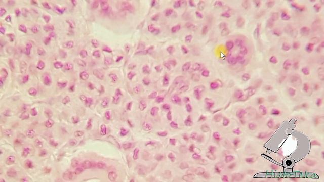 ОКОЛОУШНАЯ слюнная ЖЕЛЕЗА смотреть онлайн