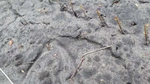 Офигеть на какую высоту мороз повыталкивал черенки смородины смотреть онлайн