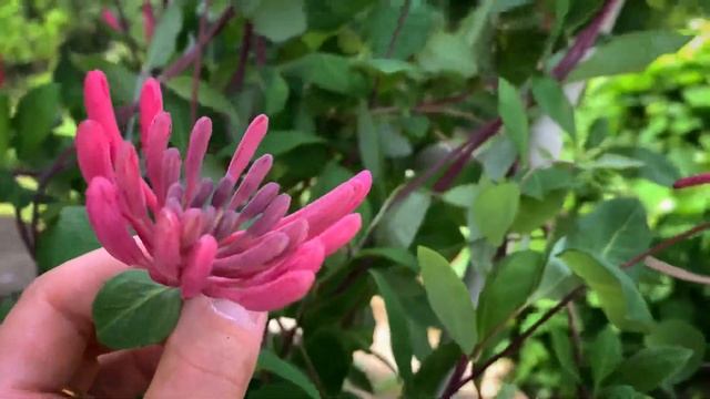 ?ЛЕТНИЙ Влог?/Садовая арка из пвх труб смотреть онлайн