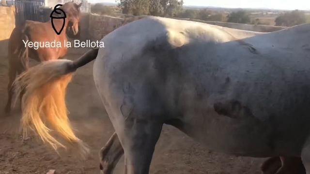 Caballo Conociendo Yegua. First Date Horse