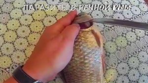 Паразиты, что живут в речной рыбе. Часть вторая ПИЯВКА кровосос! Рыбы Амура.