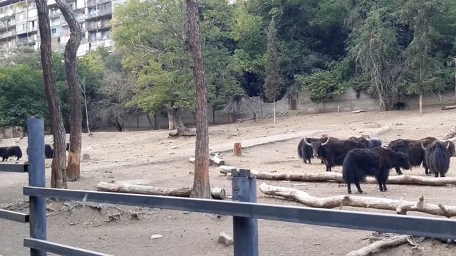 Тбилиси зоопарк/ Tbilisi zoo. Тбилисский зоопарк в сентябре 2022 смотреть онлайн