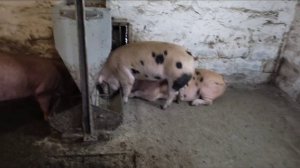 на таком комбикорме растут любые свиньи. стартовый комбикорм для роста Свиней