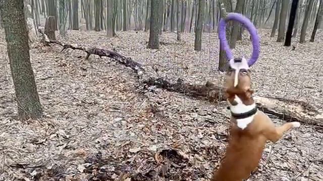 AMSTAFF (Стаффорд) Арчи , 1 год