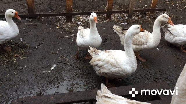 Как начать разведение гусей и дойти до формирования потомственного стада смотреть онлайн