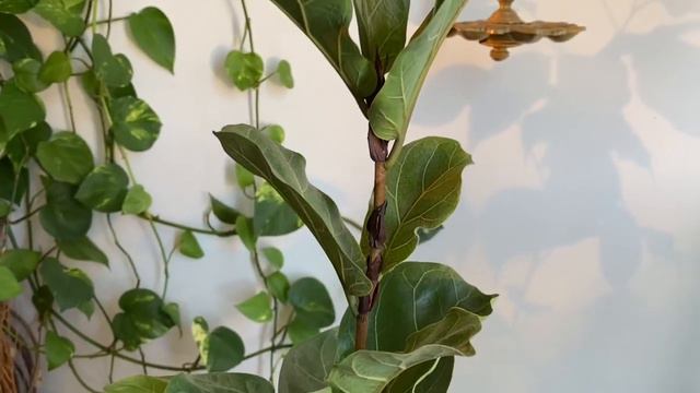 இந்த மரம் வளர்த்தால் காசு கொட்டுமா??House plants #Tamil смотреть онлайн