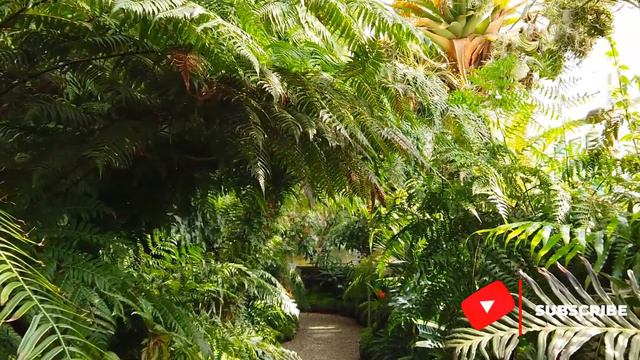 Джунгли | Jungle | RELAX TIME смотреть онлайн