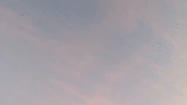 Огромная стая ворон залетела в Оренбург. смотреть онлайн