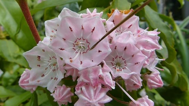 Kalmia Latifolia Pollination