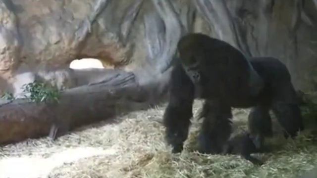 Горилла Хаоко смотреть онлайн