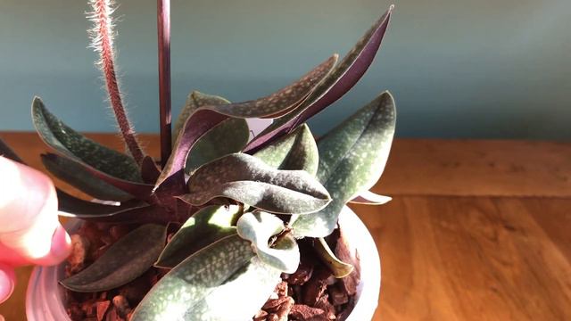 Paphiopedium Magic Lantern смотреть онлайн