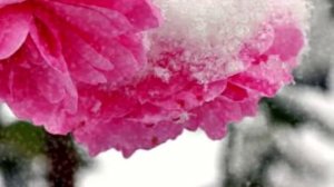 Лайма Вайкуле   Зимняя сказка