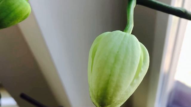 Орхидея «ЛЕДИ МАРМЕЛАД» распускается на МЕДОВЫЙ СПАС смотреть онлайн