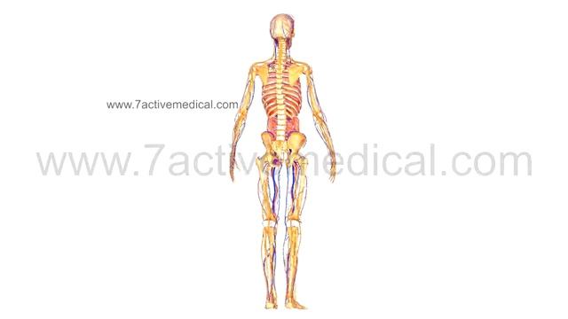 Human Anatomy смотреть онлайн