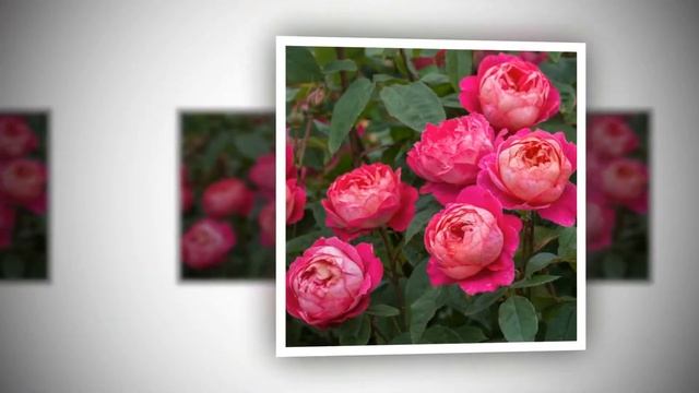 Benjamin Britten Rose David Austin смотреть онлайн