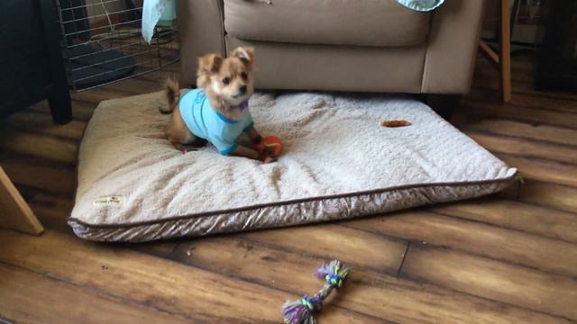 Baby Petunia In Socks!