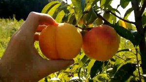 Персик Вайн Голд Т3