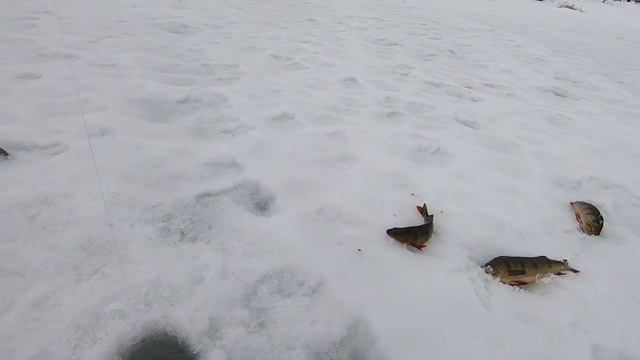 Толстые окуни озера Лосьволкъявр / Big perch ice fishing смотреть онлайн