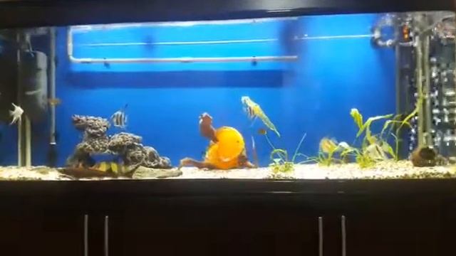 Осетр с Дискусами в аквариуме смотреть онлайн