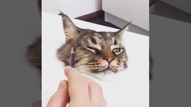 Приколы с животными: Как нарисовать кота? смотреть онлайн