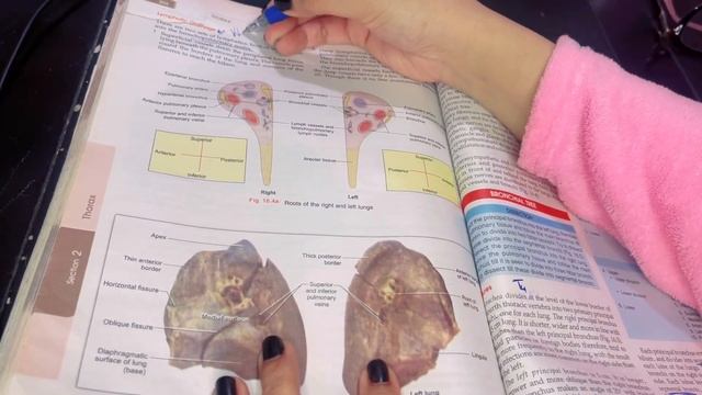 Thorax Revision | Chapter Wise Marking and Revision of B.D | Watch before exam смотреть онлайн