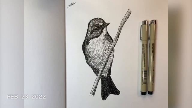 100 bird sketches смотреть онлайн