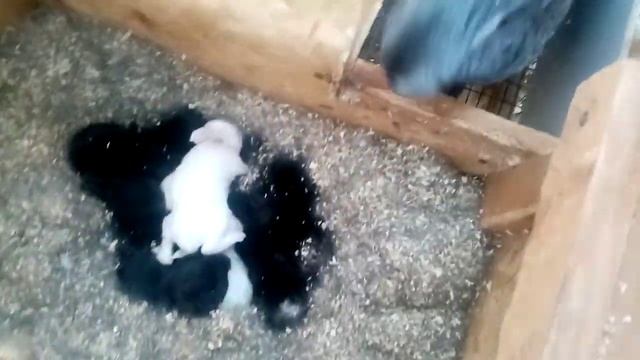 Почему крольчиха вытащила из гнезда маленького крольчонка?/кролики разведение смотреть онлайн