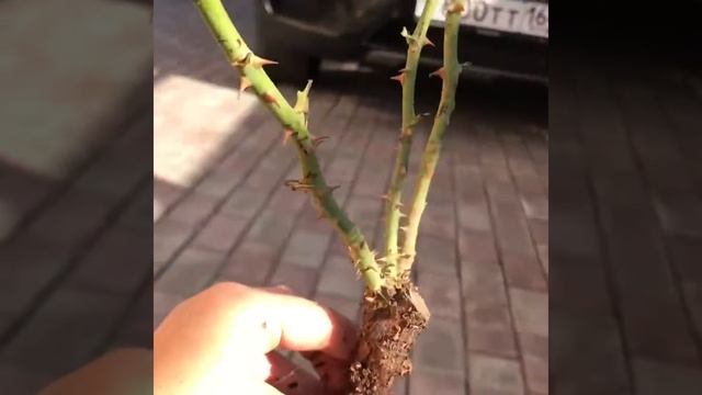 Розы.Посылка.Распаковка.ч.4 смотреть онлайн