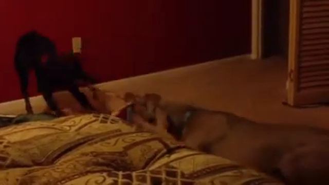 Weimaraner vs Doberman смотреть онлайн