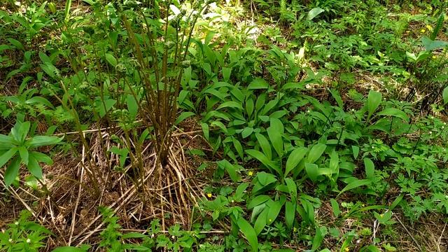 чеснок  и  черемша