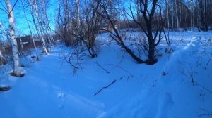 Петли на зайца (силки). Установка петель на зайца беляка.