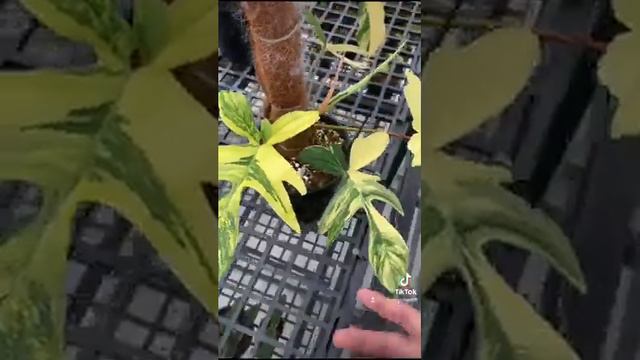Én Var đón xuân nè mọi người ❤️ смотреть онлайн