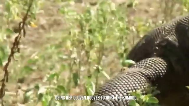 Komodo Dragons Prefer to Consume Their Prey Alive смотреть онлайн