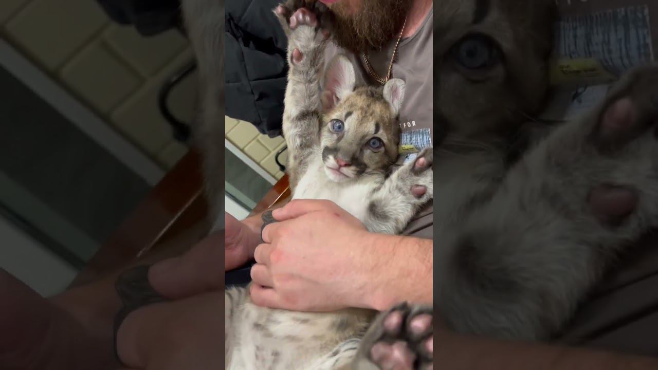 Голубоглазый пупсик