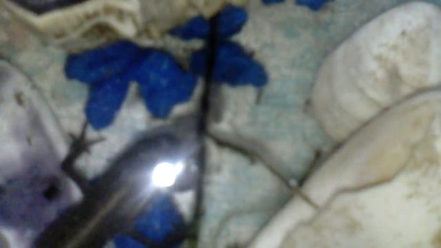 Тритон кушает смотреть онлайн