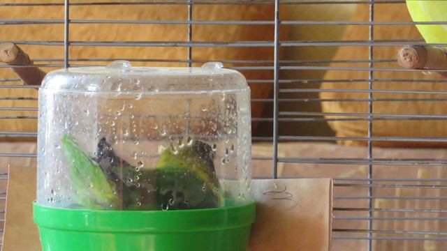 Кот Тихон играет с лазерной указкой, а попугай Зизи купается. смотреть онлайн