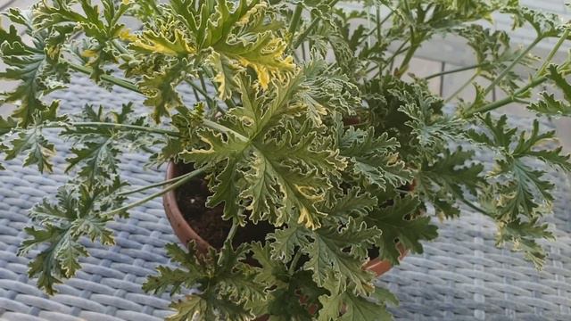 Pelargonija (Pelargonium) Lady Plymouth
