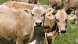 Содержание и Уход за КРС Швицкой породоы | Животноводство | Швицкие коровы |  Скотоводство