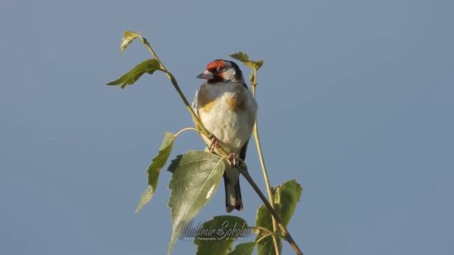 Черноголовый щегол