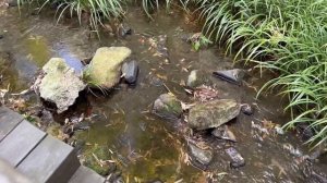 ЗАПОВЕДНИКИ КИТАЯ. NANSHAN BAMBOO SEA, Чанджоу, провинция Цзянсу. |Наш день в заповеднике.