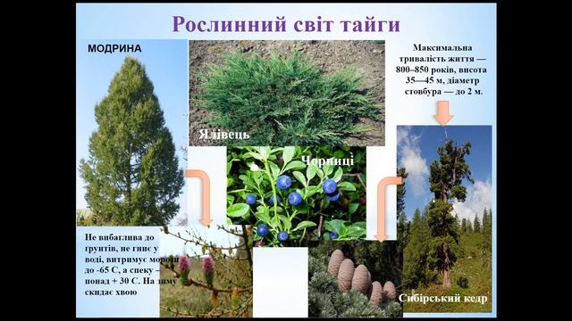Природні зони Євразії 7 клас. смотреть онлайн