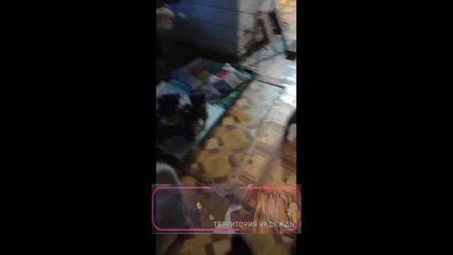 Котики и щеняточки, которых подкинули вчера, три девочки Вера, Надежда, Любовь. смотреть онлайн