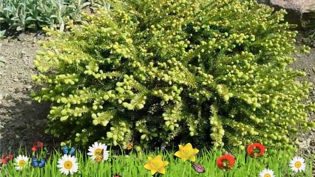 Ель обыкновенная Нидиформис ? Обзор: посадка и уход. саженцы, крупномеры ели: описание и особенност смотреть онлайн