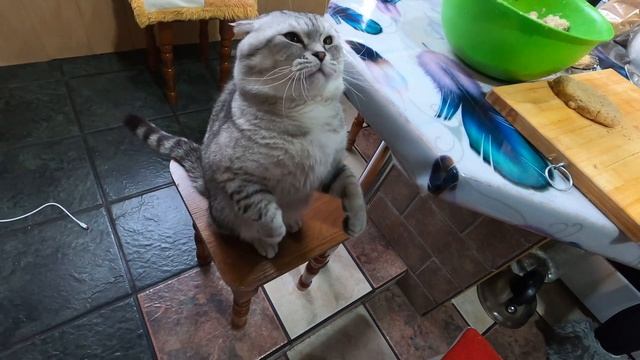 Шотландский вислоухий кот Боня на задних лапах смотреть онлайн