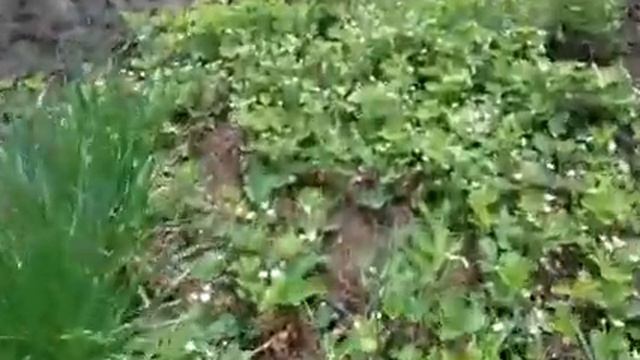 Что взошло на городском огороде???🤔 Сильная гроза⚡ Убрала траву🍀Зря поливала только🤭 смотреть онлайн