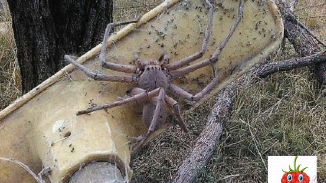 В Австралии обнаружили самого большого паука смотреть онлайн
