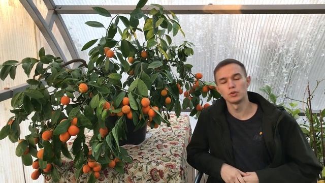 Павловский Мандарин Апельсин. Павловский питомник смотреть онлайн