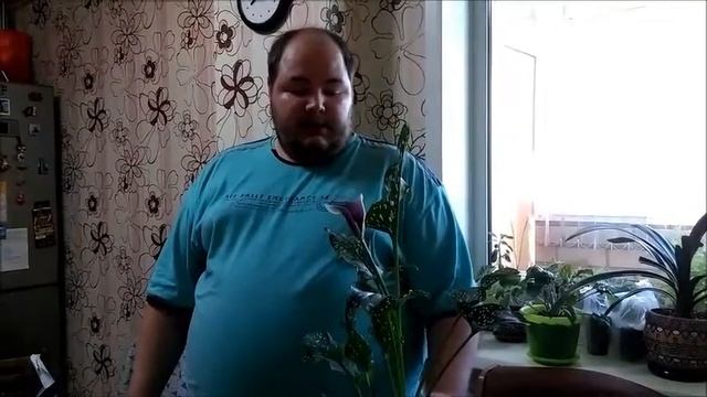 Как заставить цвести Зантедески (цветную Каллу) в кашпо смотреть онлайн