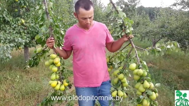 Груша сорт Чижовская смотреть онлайн
